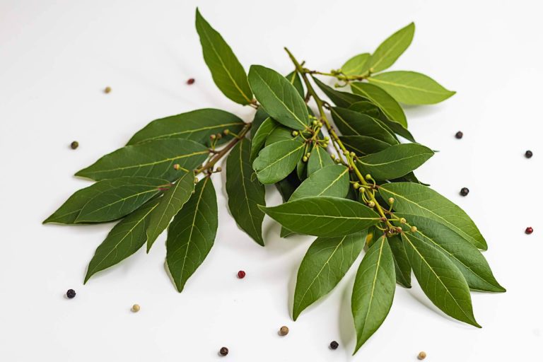 Conocer con Enubien los beneficios del cardamomo y del laurel