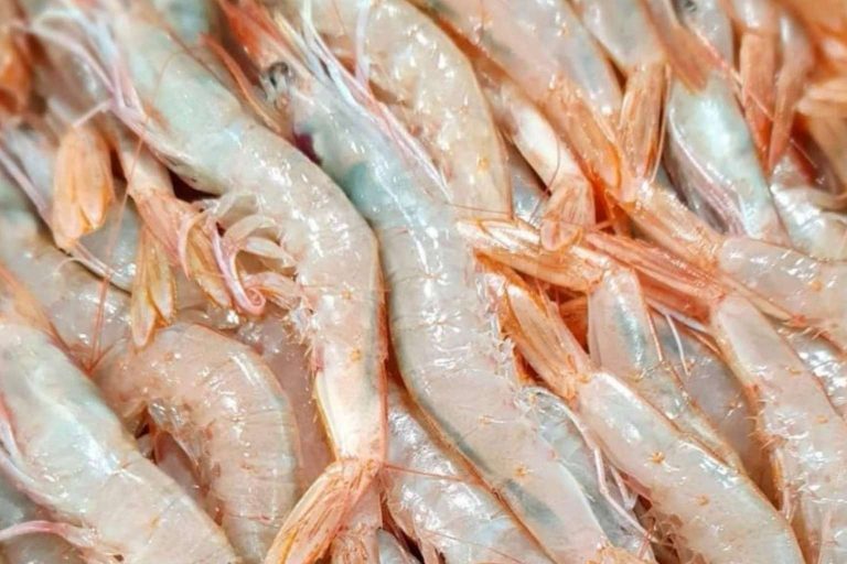 El símbolo del pescado y marisco fresco de calidad: comprarpescadoonline.es
