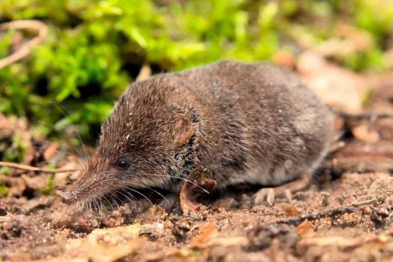Un estudio describe la historia evolutiva de la musaraña en la región de Sonda