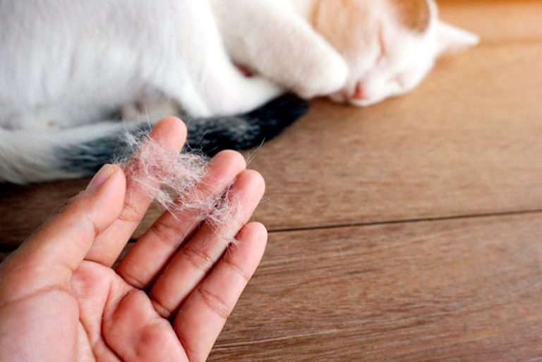 Cómo eliminar el pelo de gato de tu ropa