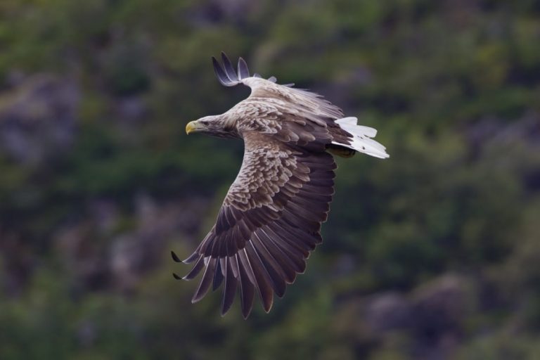 El MITECO participa en la reintroducción de 9 ejemplares de pigargo europeo