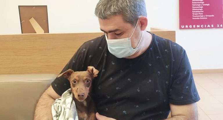 Investigan una denuncia sobre un podenco herido por una escopeta de caza en Córdoba