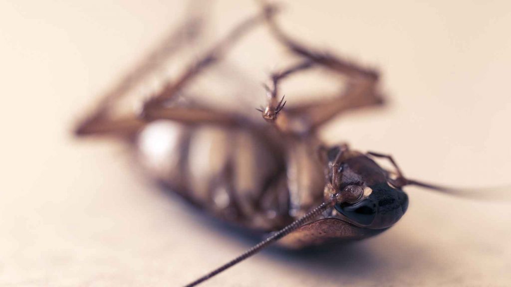 ¿Existen remedios naturales para mantener a las cucarachas lejos de casa?