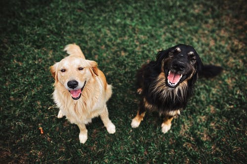 Razones Por Las Que Puede Ladrar Un Perro