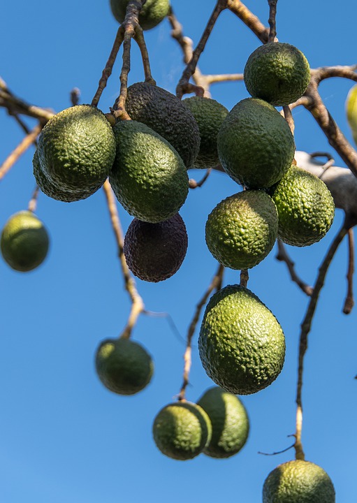 Propiedades Nutricionales Del Aguacate Y Que Seguro Pasabas Por Alto