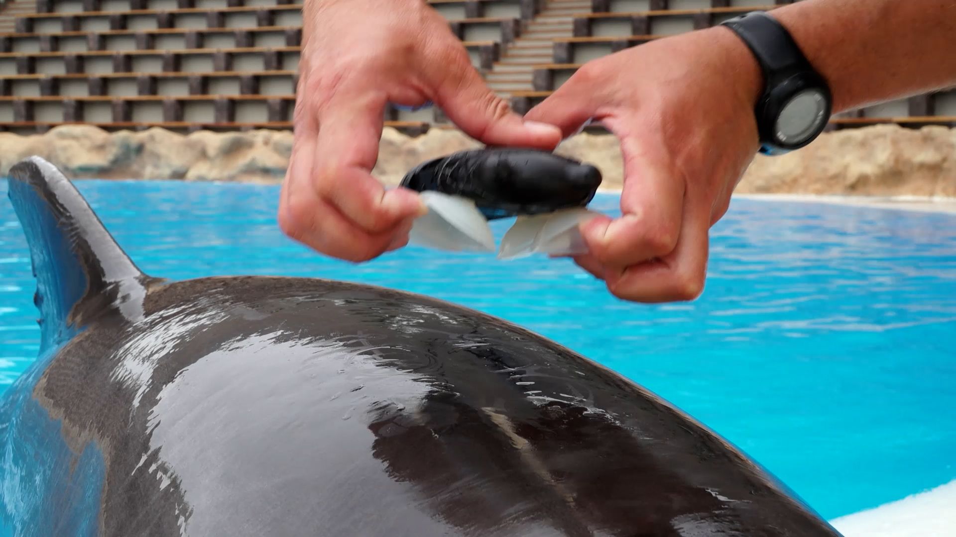 1630578583 Loro Parque Participa En El Estudio Sobre Bienestar De Cet Ceos M S Grande De La Historia 1