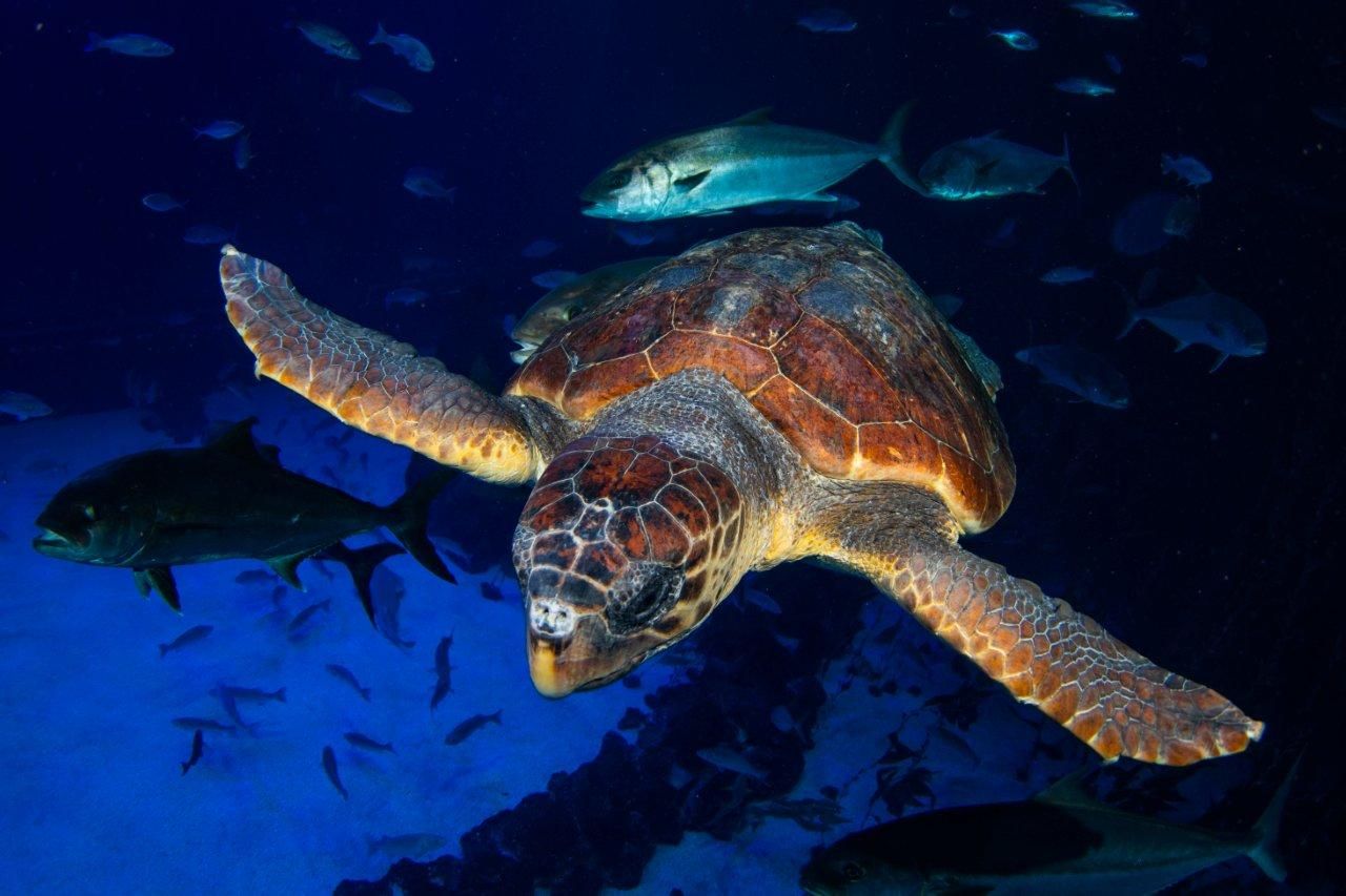 1630936795 Una Tortuga Encontrada En Estado Cr Tico Se Recupera En Poema Del Mar Antes De Ser Devuelta Al Mar 1