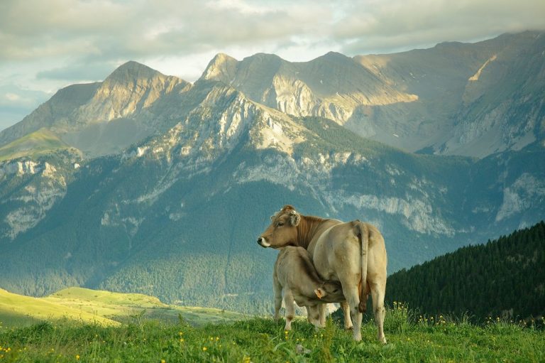 El sector del Vacuno de Carne refuerza sus compromisos con el consumidor y el medio ambiente
