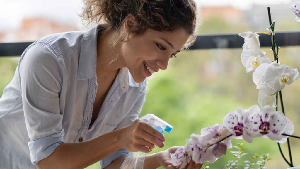 Cuidados Ideales Para Una Orquídea Florecida