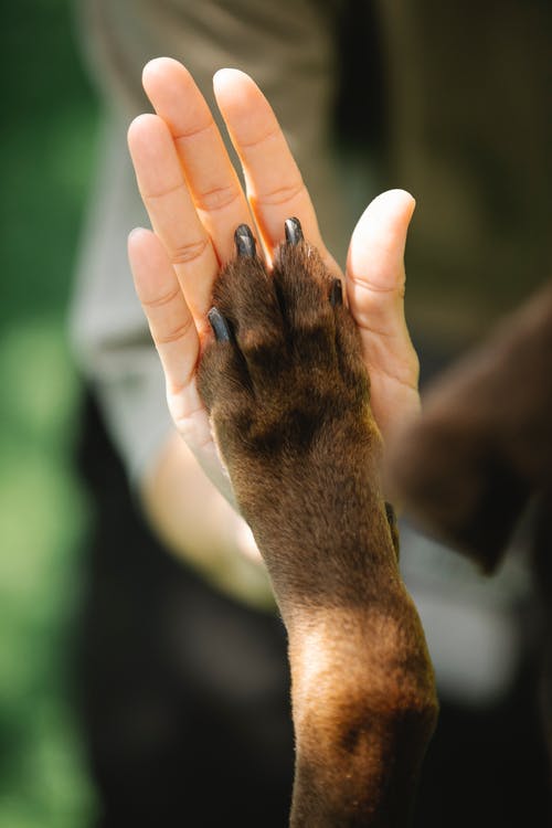 ¡Sin Miedo! Muestra Al Perro Los Utensilios 