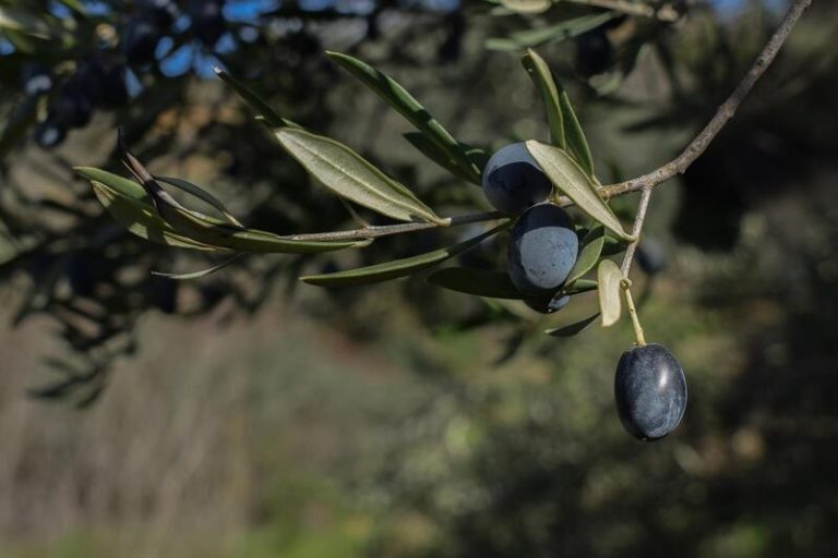 Asemesa: No se eliminarán los aranceles a la aceituna negra en esta recolección