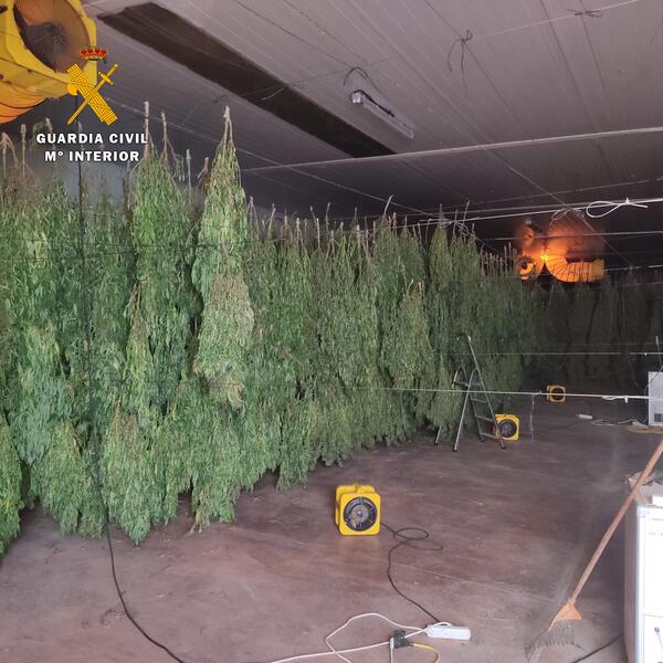 Intervenidas 125.000 plantas de cannabis en Huércal (Almería)