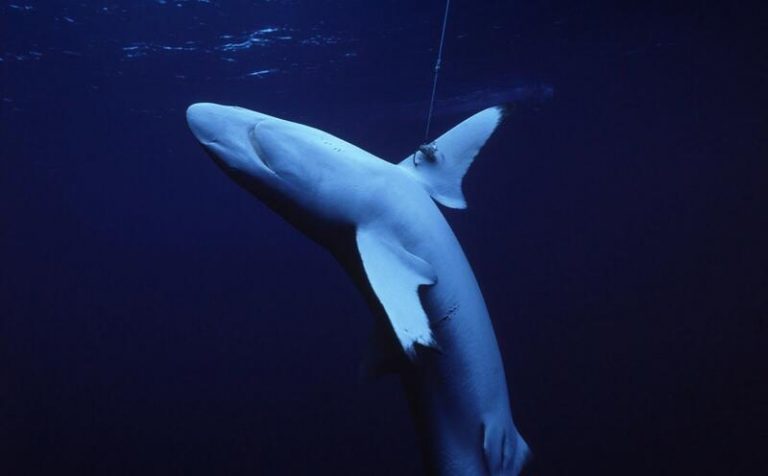 Más de un tercio de los tiburones y rayas están al borde de la extinción por la sobrepesca