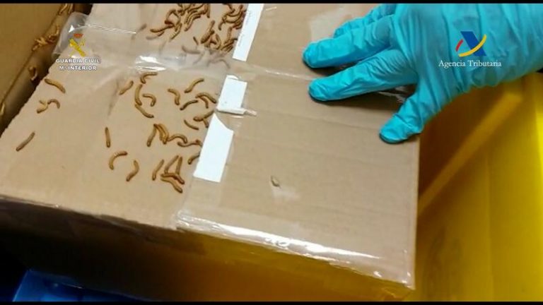 Denunciado tras enviar por correo a Gran Canaria paquetes con cientos de gusanos y cucarachas