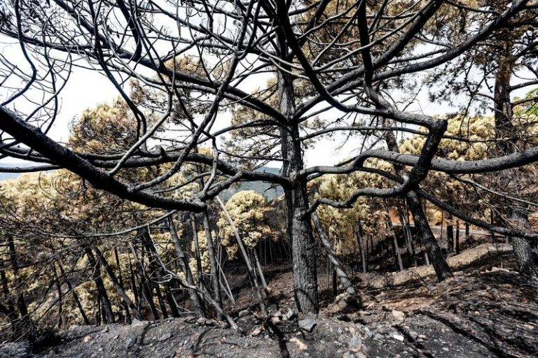 Junta espera «cuanto antes» investigación de incendio de Málaga