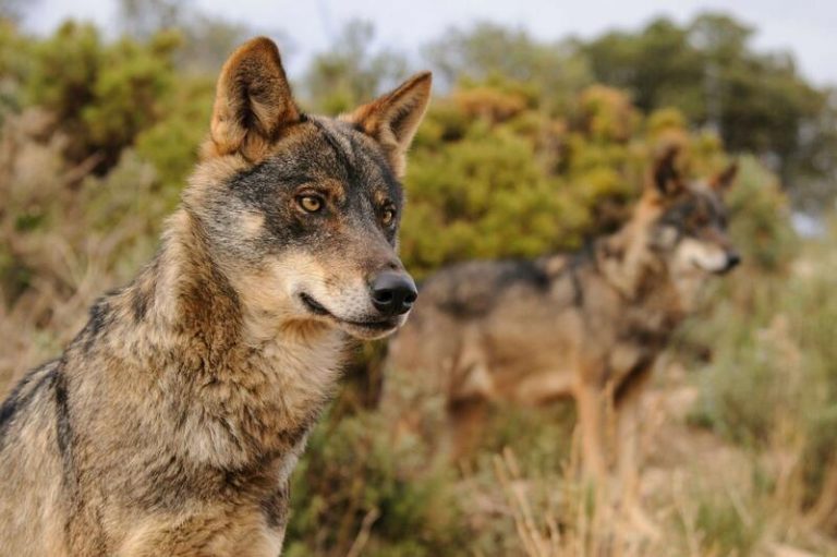 Planas: Prohibir la caza del lobo sin consensuar un plan generaría «incertidumbre» a las granjas
