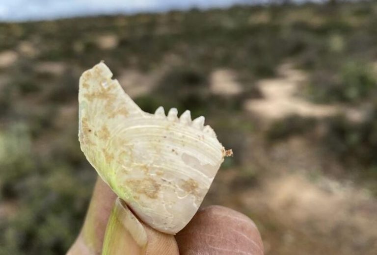 Arqueólogos hallan enigmáticos artefactos de caparazón descubiertos en Australia