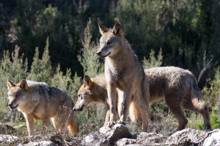 Cantabria pedirá la suspensión cautelar de la entrada del lobo en el LESPRE