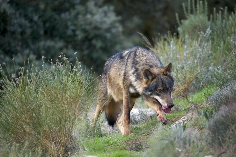 El MITECO espera iniciar «a la mayor brevedad» el nuevo censo del lobo