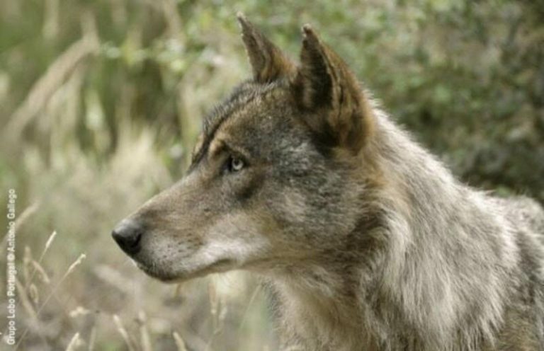 Galicia, Asturias, Cantabria y Castilla y León pedirán «como mucho en una semana» la paralización de la orden que impide cazar lobos