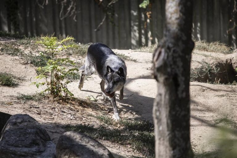 Medio Ambiente aboga por una estrategia del lobo que permita la coexistencia