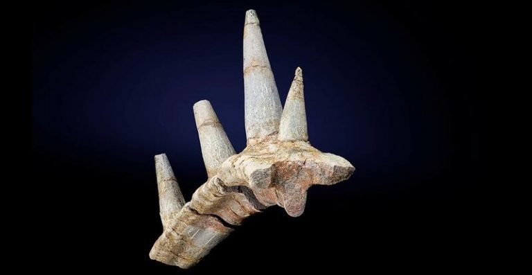 Un collar fósil de púas blindadas revela un dinosaurio nunca visto
