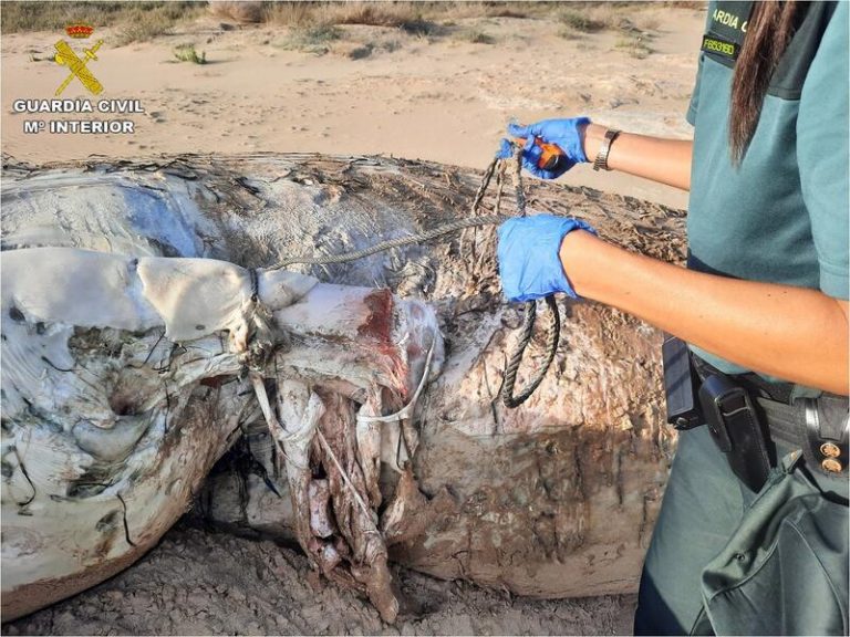 Recuperan el cadáver de una ballena rorcual de 14 metros en la playa de El Altet