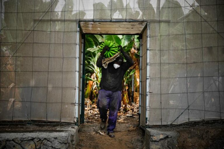 Los agricultores palmeros, golpeados por la «incertidumbre» de la lava y las cenizas