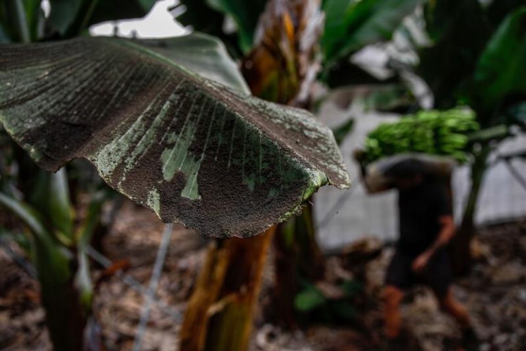 Más de un millón de kilos de plátanos sin recoger en la última semana en La Palma
