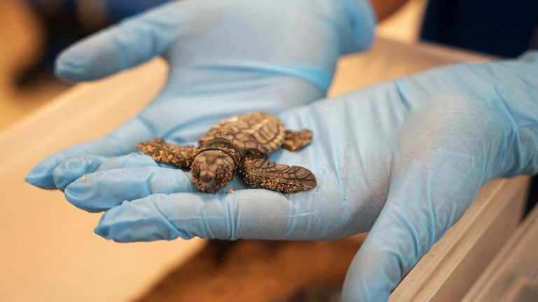 Localizan en la playa de El Puig el primer nido de tortugas marinas de Valencia en este año