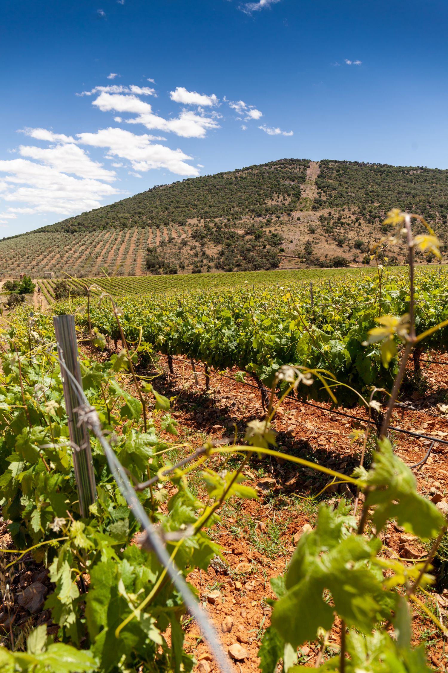 Vino De Calidad