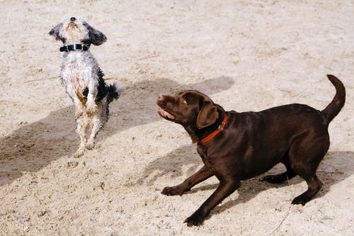 La Confianza En Un Perro Es Fundamental 