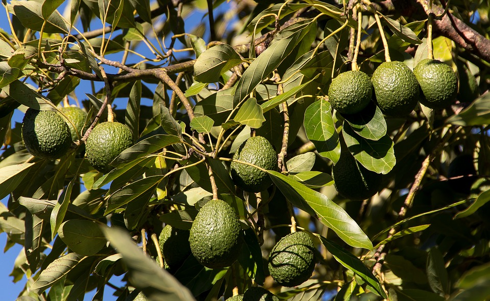 ¿Cómo Hago Para Tener Mi Propio Árbol De Aguacate?