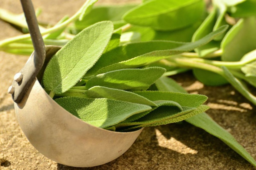 Infusión De Salvia