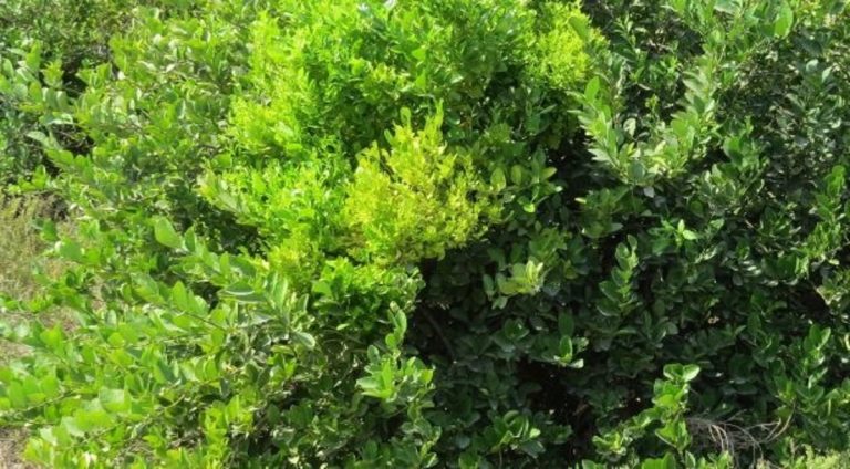 Descubren molécula microbiana que convierte las plantas en ‘zombis’