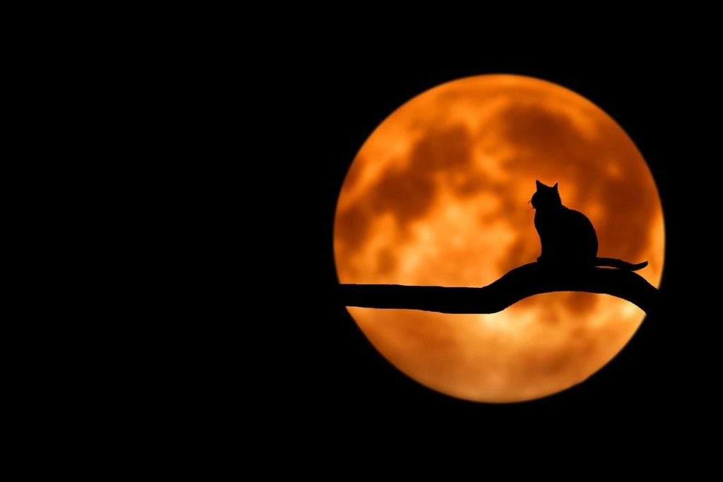 El Diablo No Pudo Lograr Su Cometido Tras La Presencia De Un Gato Barcelona