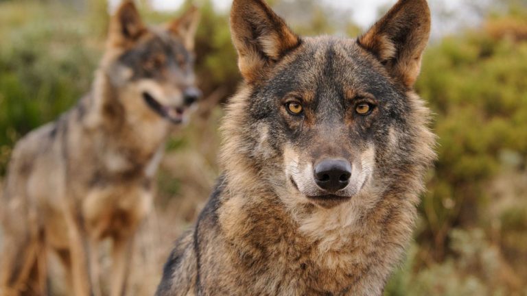 El Gobierno afirma que los planes de gestión del lobo de las CCAA siguen vigentes