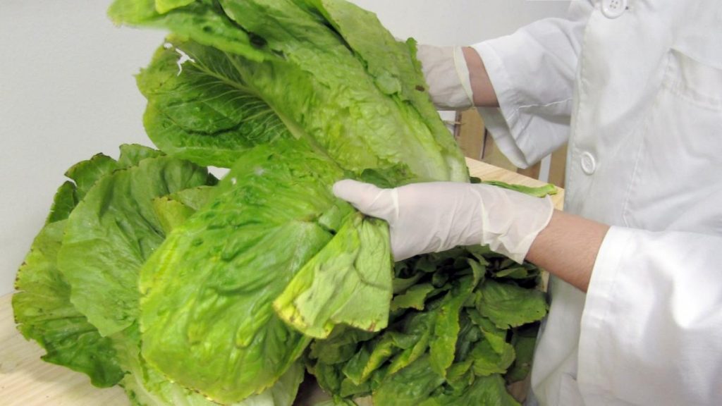 Hojas De Lechuga