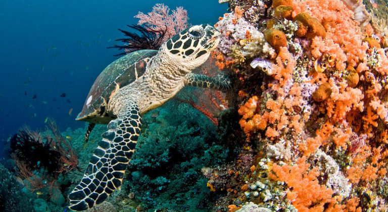 La cobertura de los arrecifes de coral y la biodiversidad han disminuido a la mitad