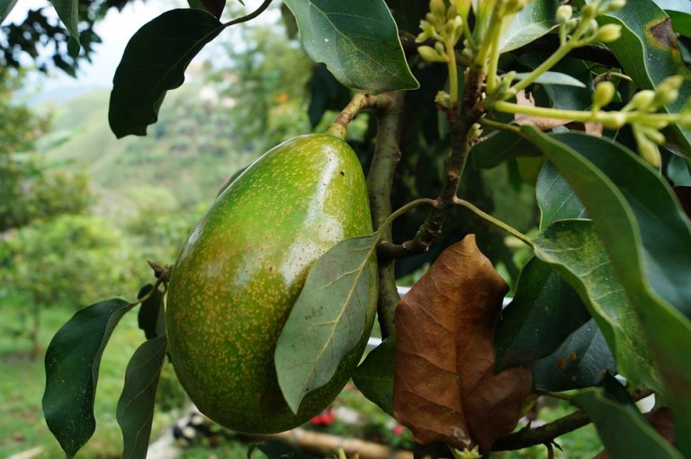 Cómo plantar aguacates en casa para ahorrarte un dineral