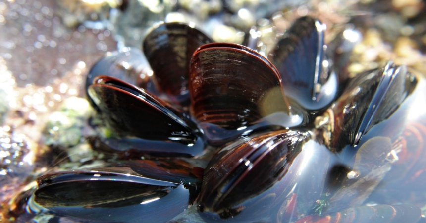 Mejillones: los errores básicos que cometes al elegirlos y cocinarlos