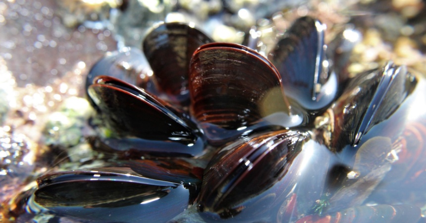 Mejillones: Los Errores Básicos Que Cometes Al Elegirlos Y Cocinarlos