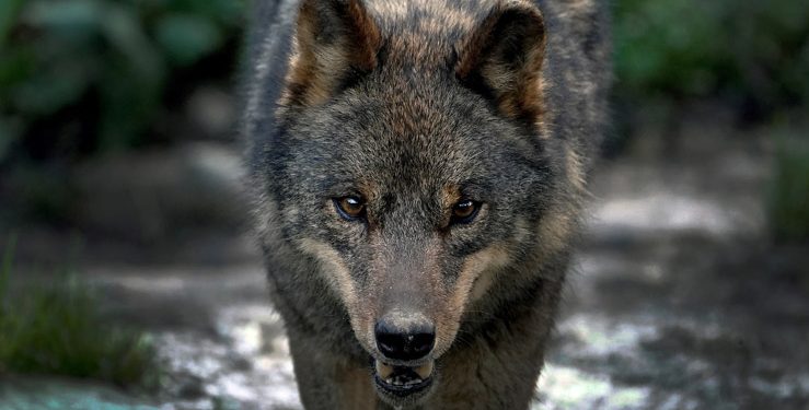 PSOE Cantabria ve necesario recurrir la protección del lobo