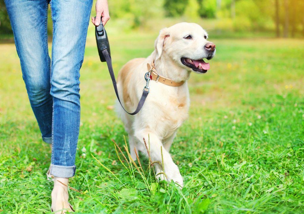 Paseo perro