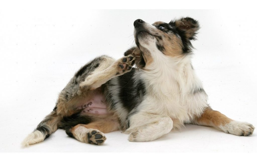 Perro Rascándose
