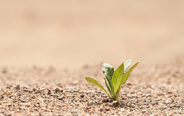Un estudio de la US analiza la reacción de las plantas ante el estrés