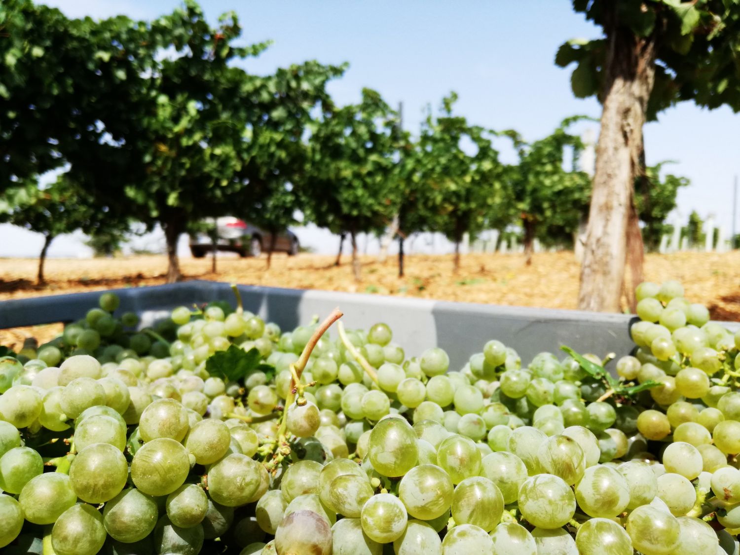 Vino De Calidad