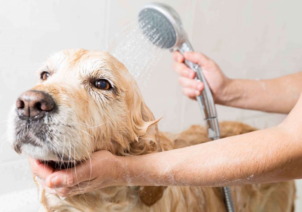 Baño De Perro