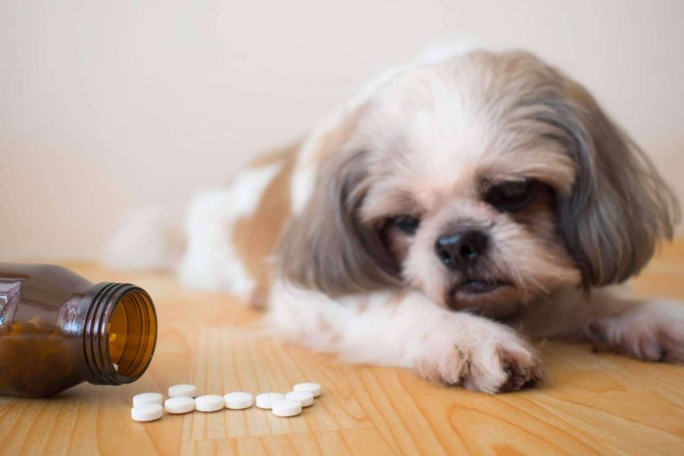 Mediterranean Superfoods: suplementos para mascotas