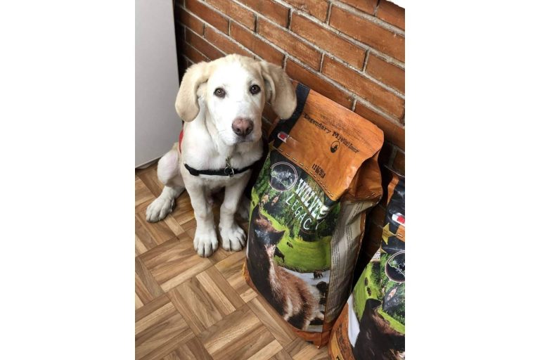 los mejores piensos para perros ¿Tendrían que ser variados?